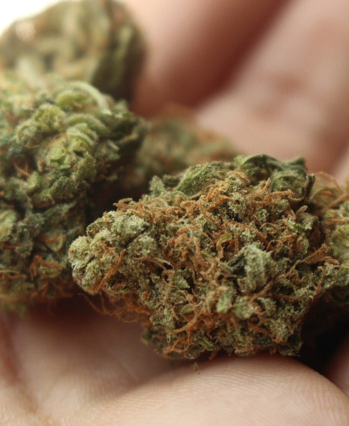 Le guide ultime du CBD et du THC : similitudes, contrastes et utilisations - HerBeevor