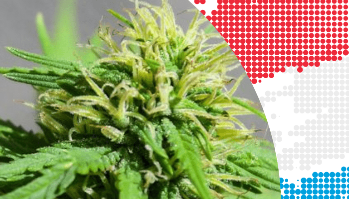Incertitudes après la légalisation du cannabis au Luxembourg - HerBeevor