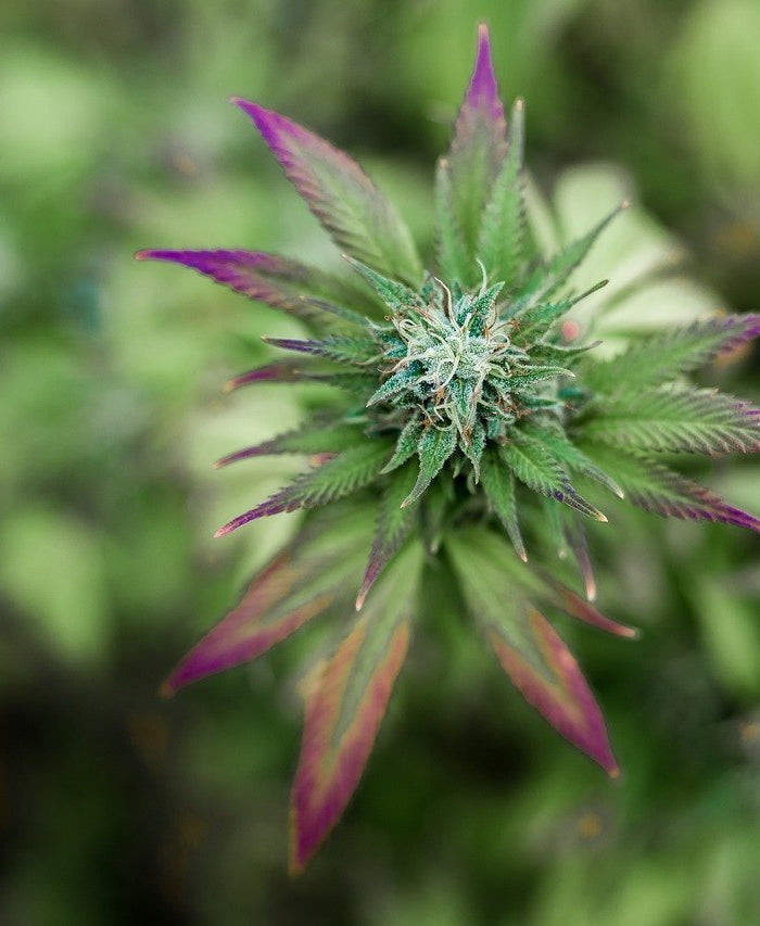 Améliorez votre routine de bien-être : Consommer la fleur de CBD - HerBeevor