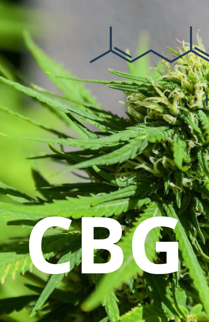 Plongée dans le Monde du CBG : Découvrez ses Avantages Uniques par Rapport au CBD - HerBeevor