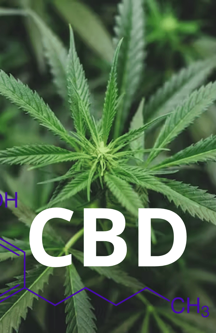 Découvrez les Vertus Thérapeutiques du CBD : Un Guide Complet - HerBeevor