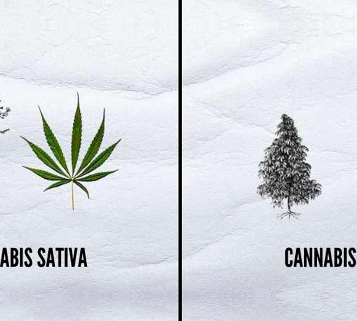 Comment identifier si une plante est plutôt sativa ou indica? - HerBeevor