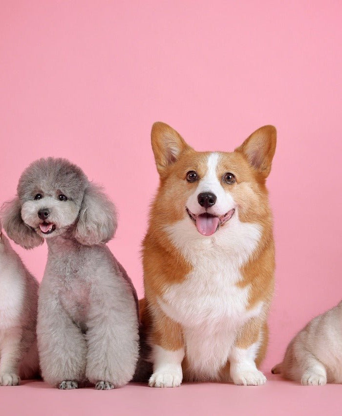 Le CBD et la santé des animaux de compagnie : une alternative naturelle - HerBeevor