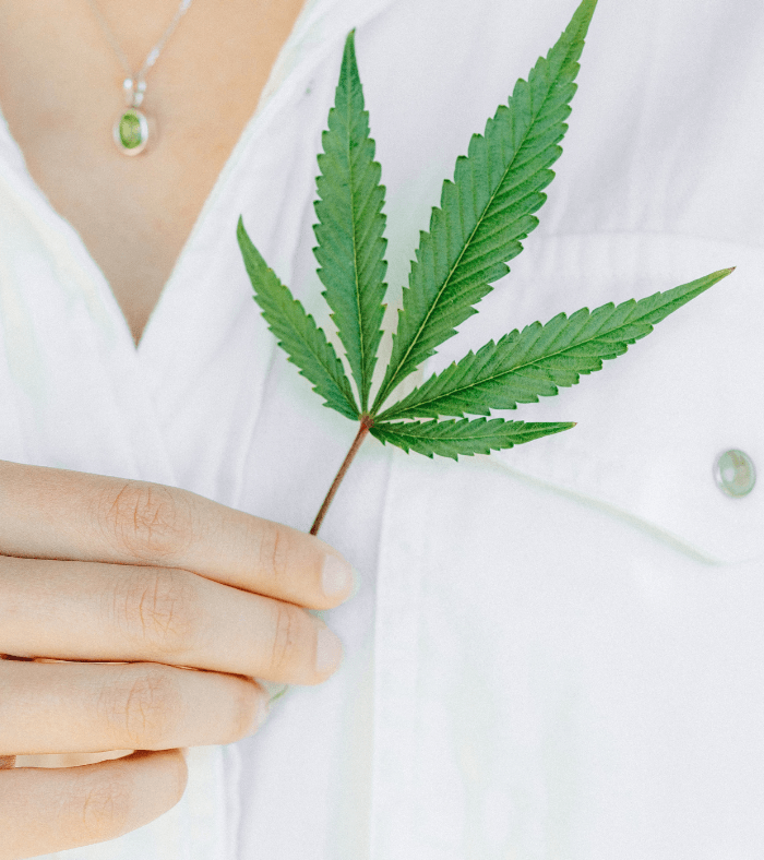 Le CBD pourrait être la solution naturelle : les bienfaits du cbd - HerBeevor