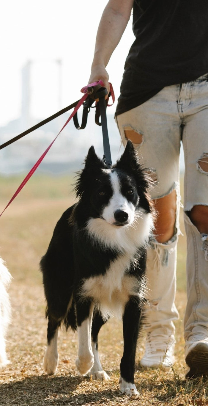 Le guide ultime des friandises CBD pour chiens : Les bienfaits de la friandise CBD Chien - HerBeevor