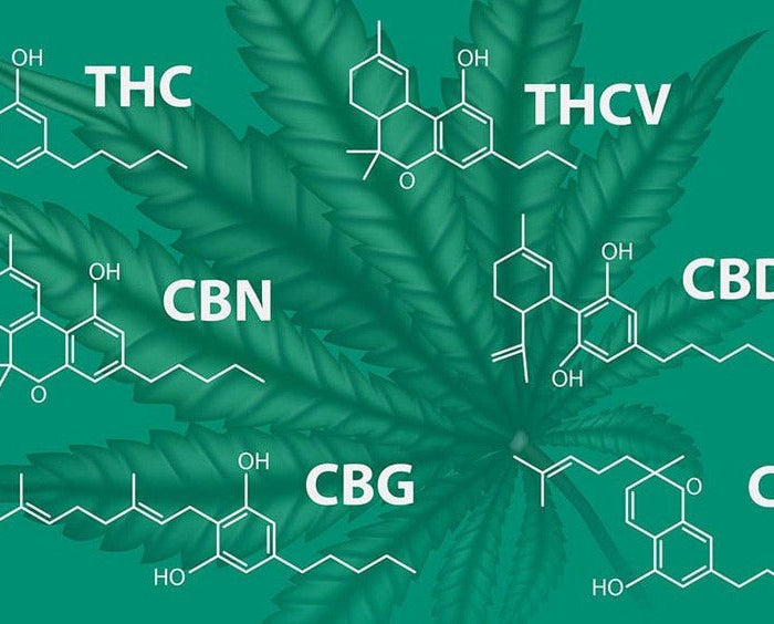 Comprendre les Différences entre les Cannabinoïdes : THC, CBD, CBC, CBG, et CBN - HerBeevor
