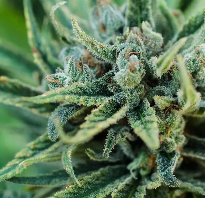 Lever le voile sur le mystère : Un regard plus attentif sur les néo-cannabinoïdes - HerBeevor