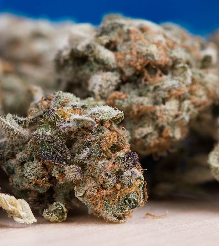 Sativa vs Indica : démêler les différences et choisir la bonne variété pour vos besoins - HerBeevor