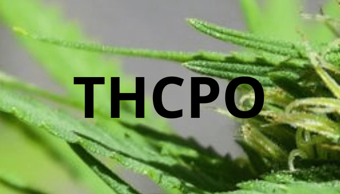 Le THCPO : la nouvelle star des cannabinoïdes qui fait vibrer le marché ! 🌿 - HerBeevor