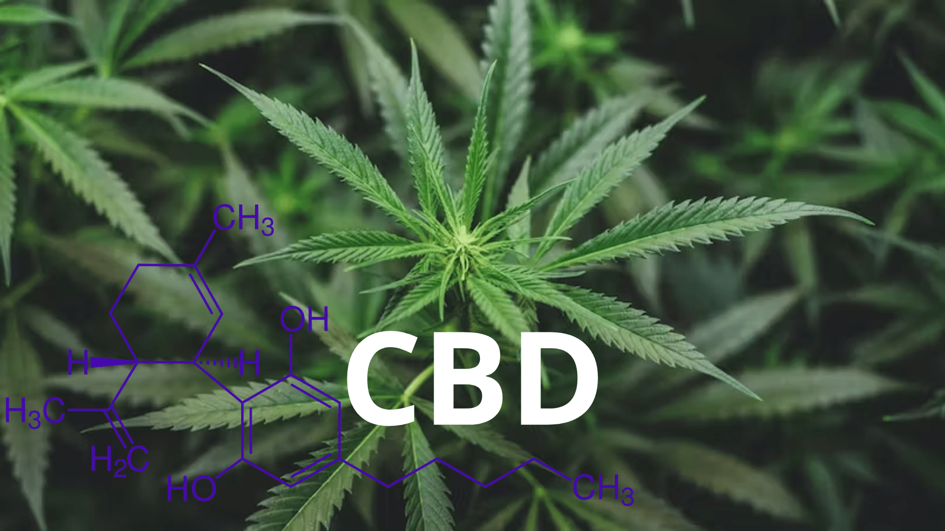 Découvrez les Vertus Thérapeutiques du CBD : Un Guide Complet - HerBeevor