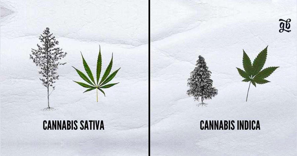 Comment identifier si une plante est plutôt sativa ou indica? - HerBeevor