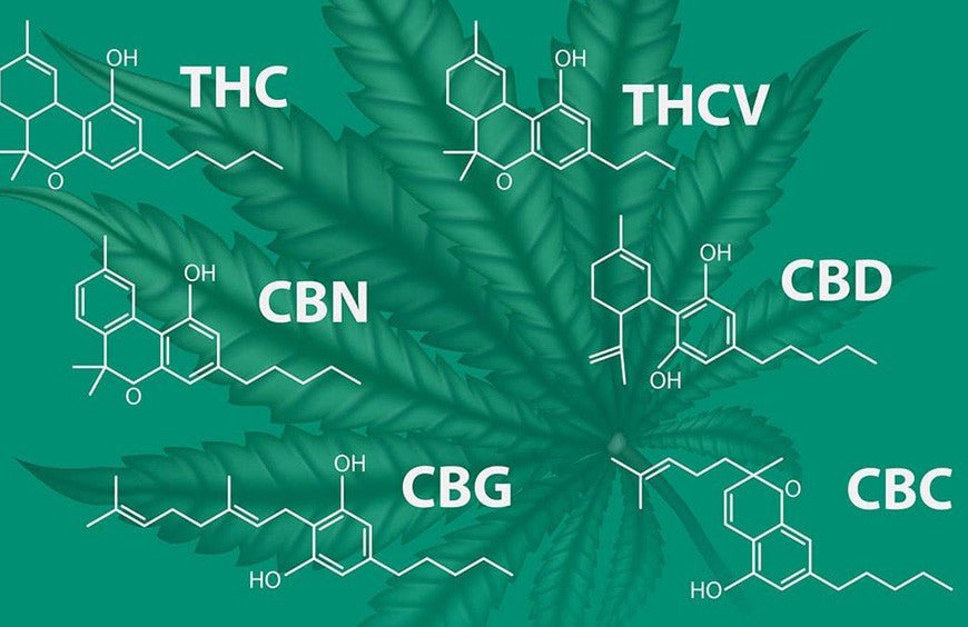 Comprendre les Différences entre les Cannabinoïdes : THC, CBD, CBC, CBG, et CBN - HerBeevor