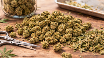 Small buds CBD et trim à prix réduit qualité identique aux fleurs idéal infusion usage régulier Herbeevor