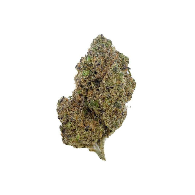 Fleur de CBD Blue Lobster – culture indoor hydroponique, bourgeons denses et trichomes abondants, aux arômes intenses et fruités, disponible chez Herbeevor.