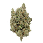 Fleur de CBD Orange Sherbet Indoor, variété premium aux arômes d’agrumes et de crème, cultivée en intérieur pour une qualité supérieure. Disponible chez Herbeevor