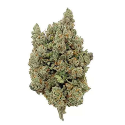 Fleur de CBD Orange Sherbet Indoor, variété premium aux arômes d’agrumes et de crème, cultivée en intérieur pour une qualité supérieure. Disponible chez Herbeevor