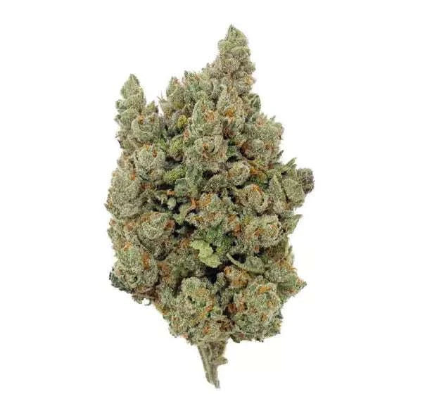 Fleur de CBD Orange Sherbet Indoor, variété premium aux arômes d’agrumes et de crème, cultivée en intérieur pour une qualité supérieure. Disponible chez Herbeevor