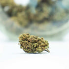 Fleurs Gelato - THCV - HerBeevor