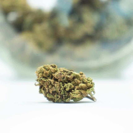 Fleurs Gelato - THCV - HerBeevor