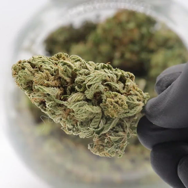 Fleurs Moby Dick CBD - Greenhouse