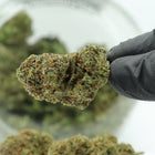 Fleurs Strawberry CBD - Greenhouse